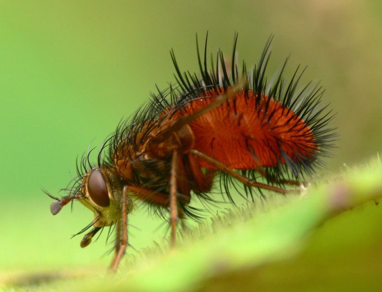 Tachinid Fly