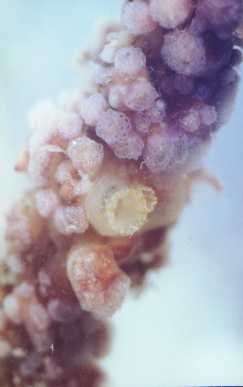 Ciona1 Scientists Find the Genetic Origin of Our Senses