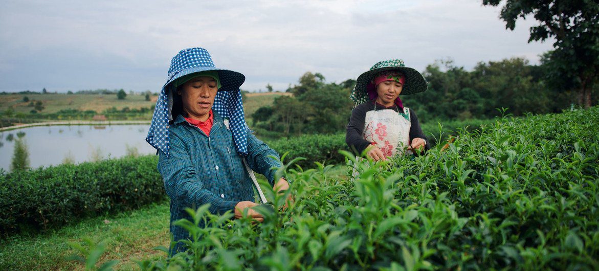 Thailand has been working towards the Sustainable Development Goals (SDGs) which includes targets for sustainable agriculture.