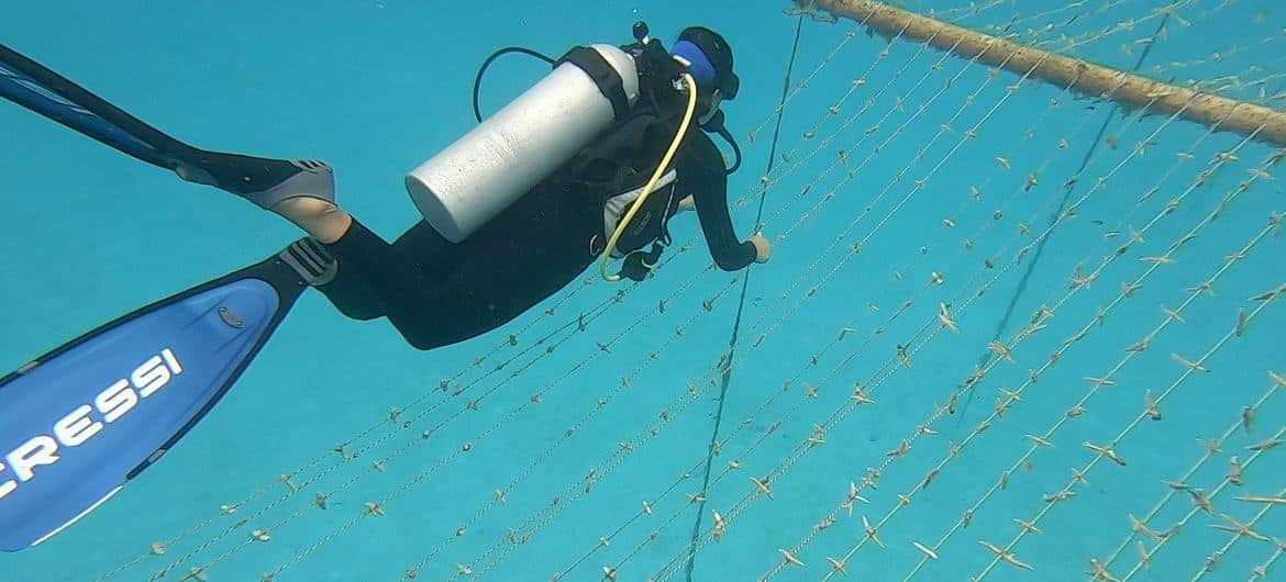 A rope-type coral nursery growing the species Acropora in San Andres, Colombia.