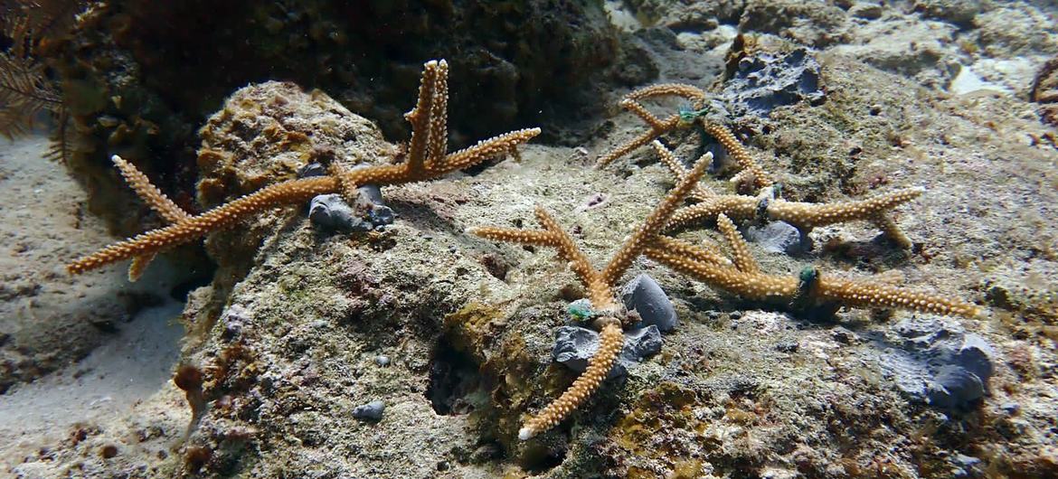 Transplanted Staghorn corals grown in nurseries. 